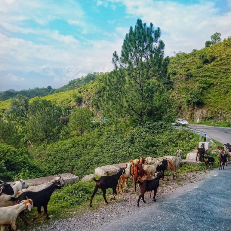 Kangra Airport to Shimla