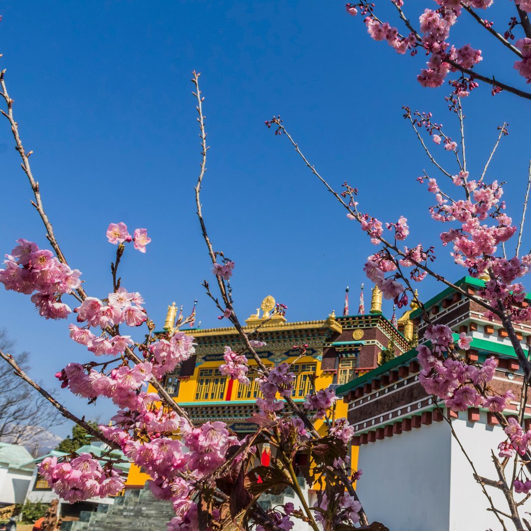 paramount at Satya Travels